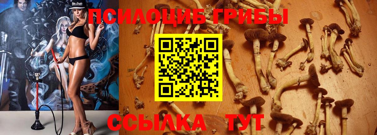 как найти закладки  Галлюциногенные грибы MAGIC MUSHROOMS  Вход с VPN  Зеленодольск  Галлюциногенные грибы мицелий 